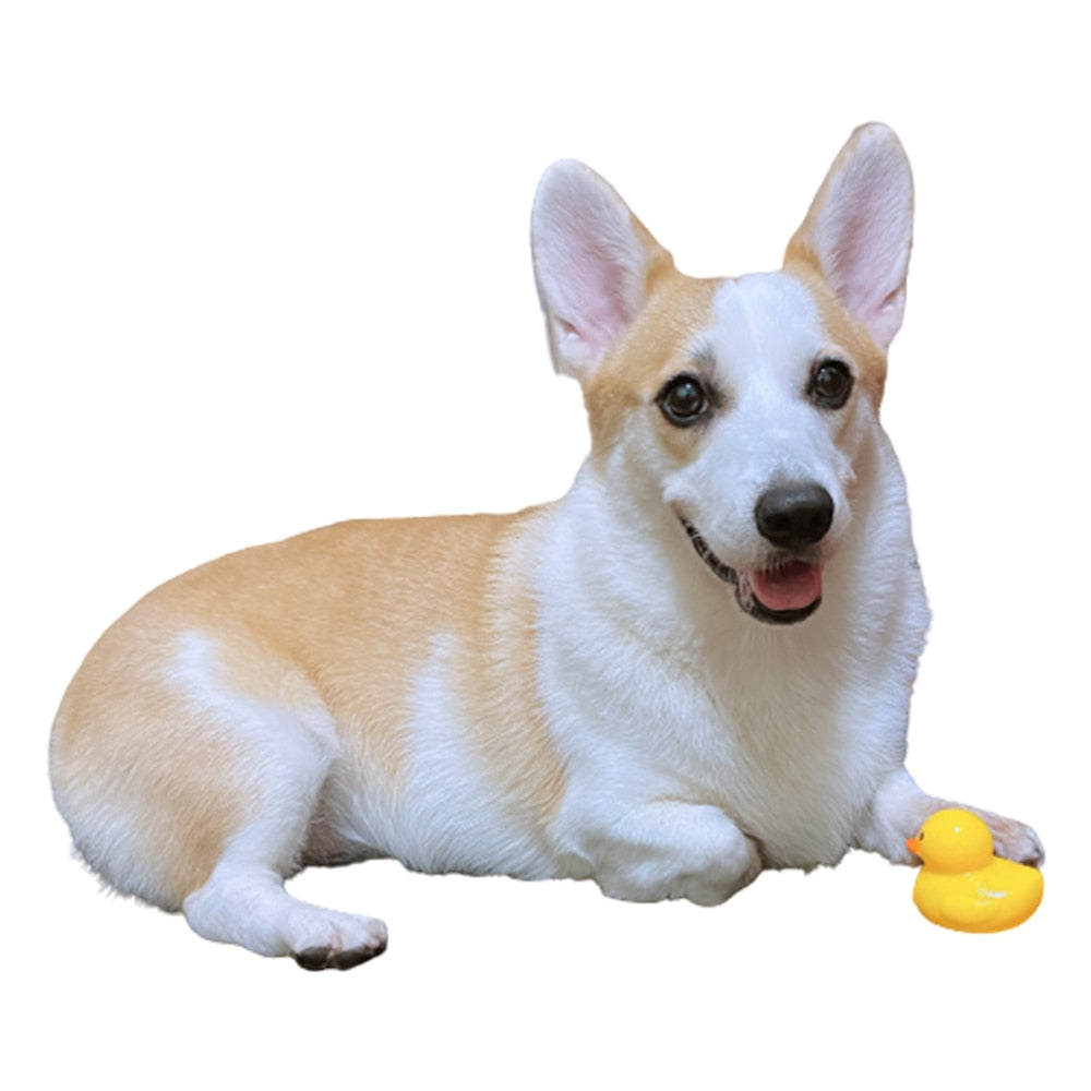 Pet Chew, Yellow Duck Toy